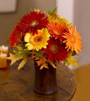 lrg_Autumn_flowers_gerberas_in_every_color_under_the_autumn.jpg