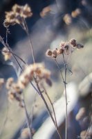 DSC05115.jpg