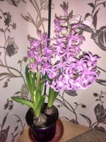 IMG_20170219_002422.jpg