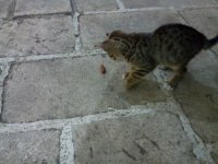 IMG_20150702_212656 (1).JPG