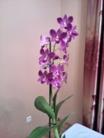 IMG_20170501_022516.jpg