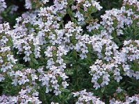 300px-Thymus_vulgaris0.jpg