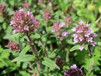 20150520Thymus_serpyllum3.jpg