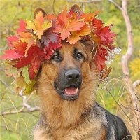 image43COPMF0.jpg