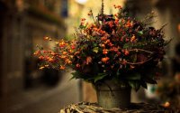 662967772aec17707cc84088f8afb503--autumn-photos-autumn-flowers.jpg