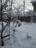 IMG_20171203_151601.jpg