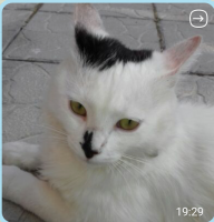 Screenshot_2017-12-12-15-06-22-1-1-1.png