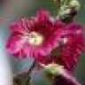 Alcea