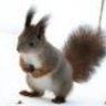 squirrel