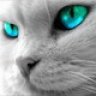 Silver Moon
