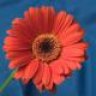 Gerbera