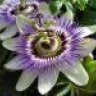 mpaseflora