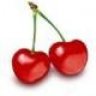 Tulipgirl