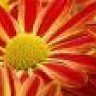 RedDaisy