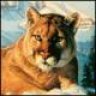 Lioness