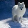 Snowy