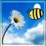 sun flower