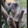 Koala123