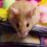mouse mouse
