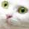 Gato