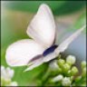 Violett s