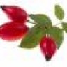 WildRose
