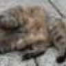 Gattino