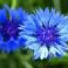 cornflower