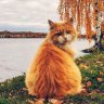 albana