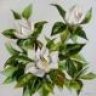 Magnoliya
