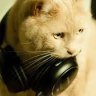 RadioTatka