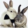 love rabbit