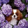 Soffi