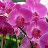 FlowerOrchid