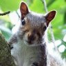 angrysquirrel