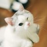 KZab