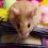 mouse mouse