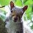 angrysquirrel